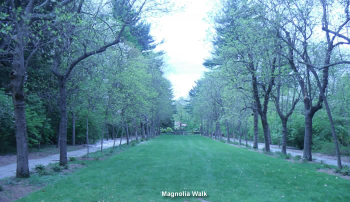 magnoliawalk