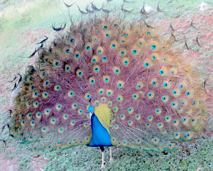 Peacocks are one of the familiar sights where we live stjohnvi peacocks06